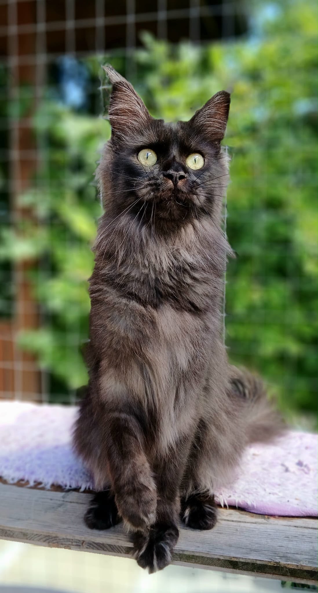 Unique Wald4tler Maine Coon whatsapp image 2026 10 06 at 21.17.00 (1)